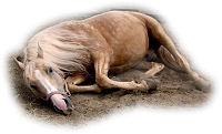Tired horse